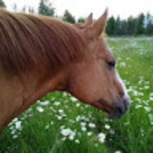 Meet your Posher, Jacob